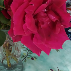 Els testos s’assemblen a les olles