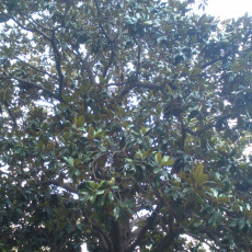 L’ombra de la Magnòlia